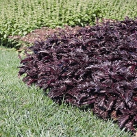 PURPLE RUFFLES